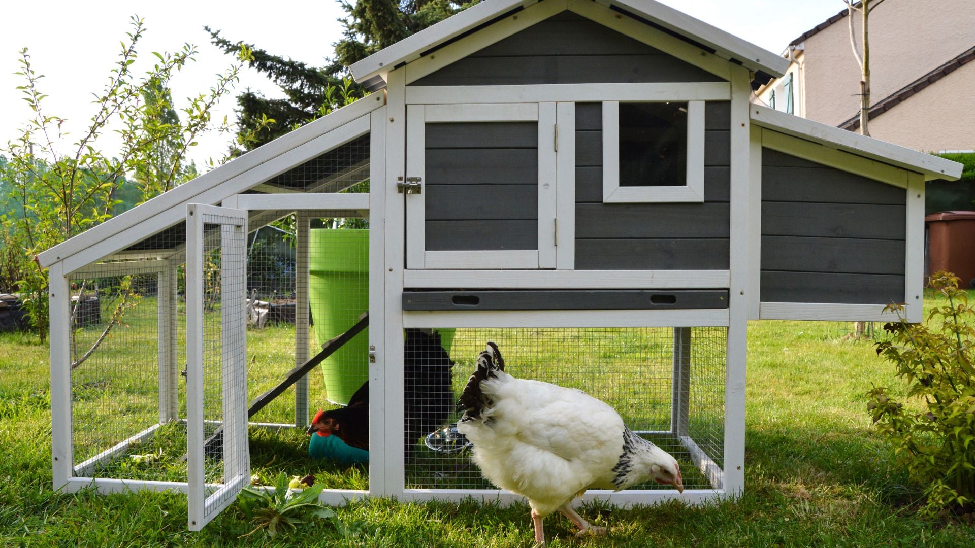 How to Maintain and Clean Your Pet Hutch