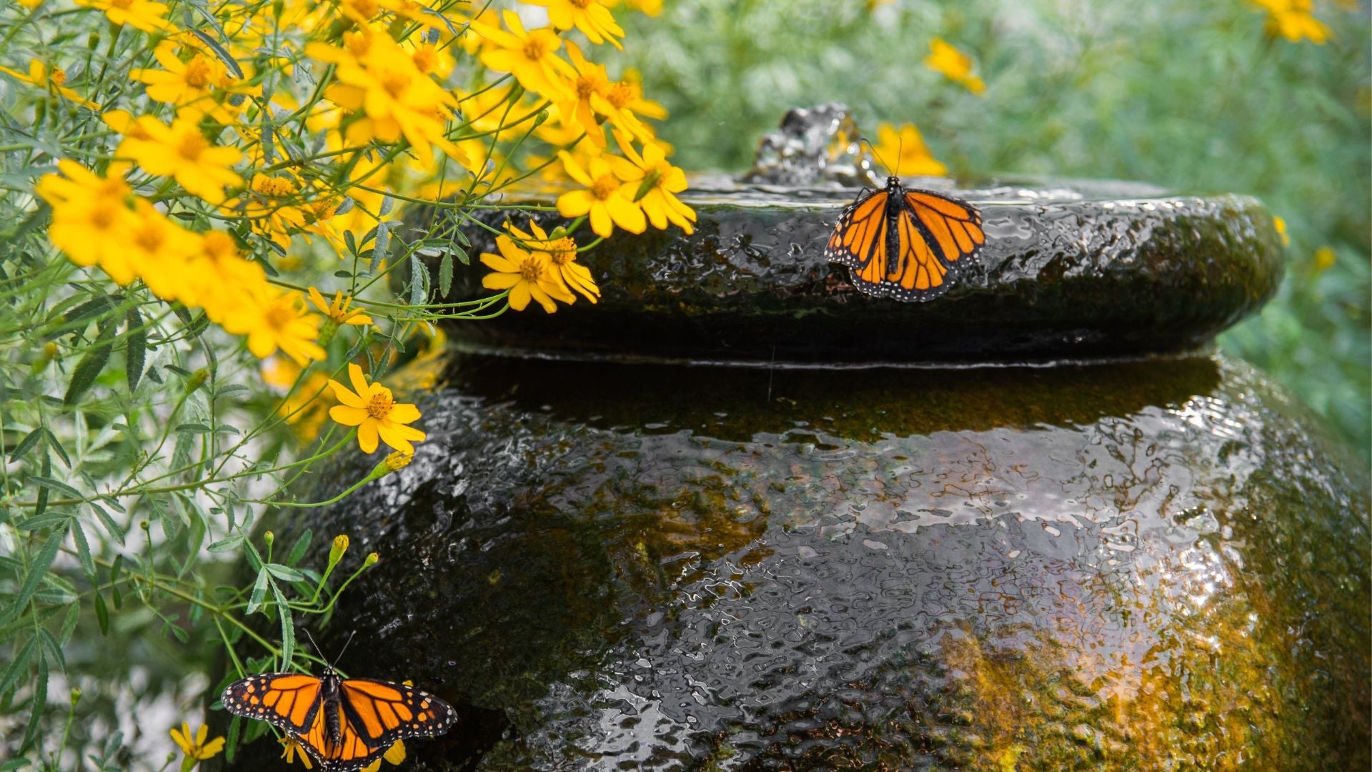 Water Feature Design Ideas for Small Gardens