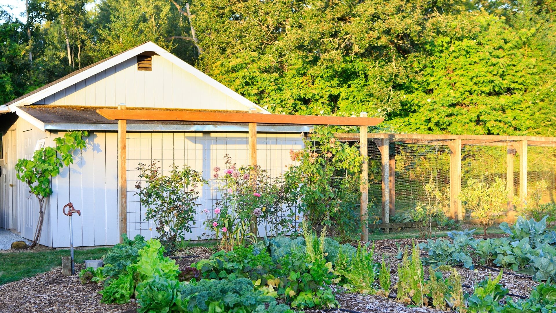 Looking after your shed