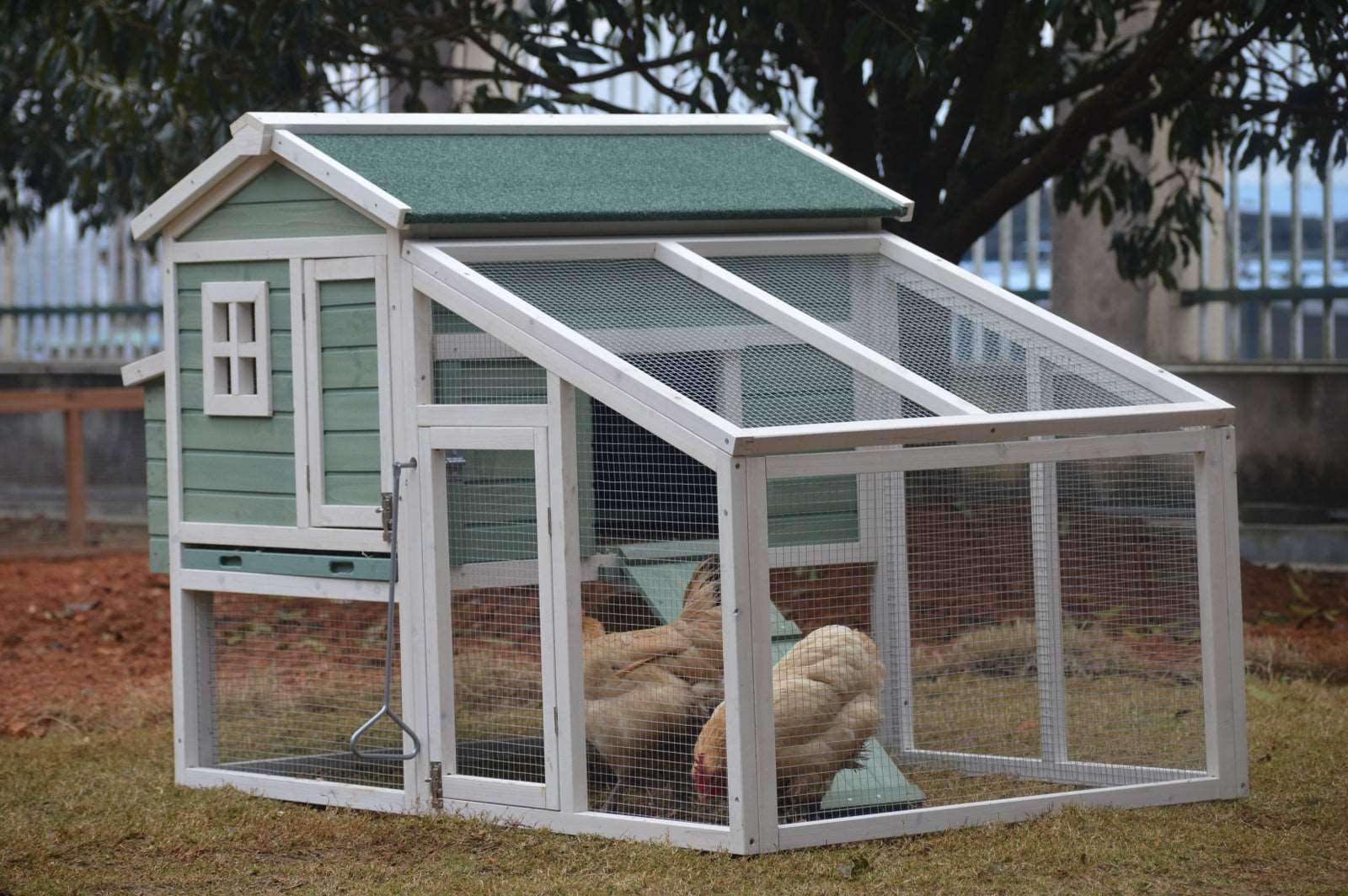 Guinea pig clearance cages chicken coop